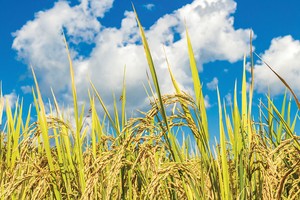 DPM: Giải trình nghi vấn, câu hỏi của cổ đông