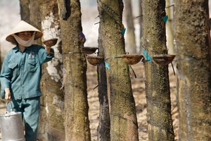 Doanh nghiệp cao su gặp nhiều yếu tố khó khăn từ nay tới cuối năm