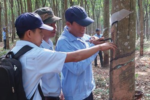 Diện tích vườn cao su khai thác được của DRI đạt 94% tổng diện tích rừng trồng