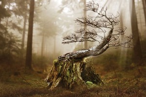 Sự khác biệt giữa phong thủy Việt và các nước (phần 2)