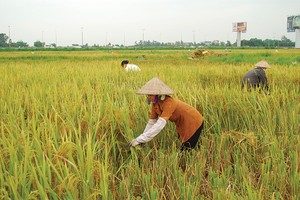 Tái triển khai bảo hiểm nông nghiệp: Chờ… nghiên cứu thêm