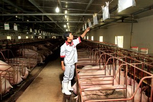 Dự báo, đến năm 2027, sản lượng thịt lợn trong các trang trại chiếm tỷ trọng trên 70%