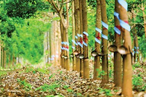 Mã HAG-HNG: Chờ niềm tin mới từ Thaco