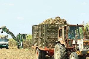 Doanh nghiệp mía đường nếm trải vị đắng