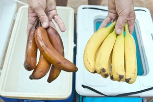 Tủ lạnh bảo quản rau củ không cần dùng điện hay nước đá