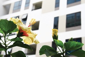 Không gian sống xanh tại Valencia Garden