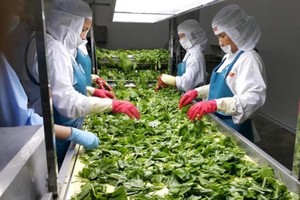 Xuất khẩu nông sản Việt và những “bom tấn” 10 tỷ USD