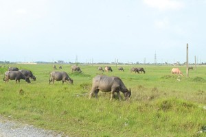 Theo giấy phép đầu tư, Dự án KCN Mỹ Trung phải hoàn thành năm 2007, nhưng đến nay vẫn là khu đất hoang. Ảnh: A.M