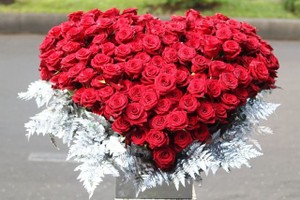 Hoa mao lương, thược dược “khổng lồ”, hàng “cực hiếm” trong dịp 8/3