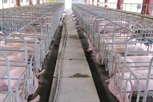 Doanh nghiệp ngành chăn nuôi chịu tác động từ dịch bệnh