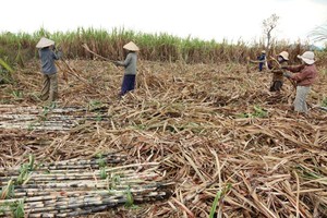 Dự kiến, việc đánh thuế TTĐB lên nước ngọt sẽ tác động tiêu cực tới sinh kế của 337.000 hộ gia đình trồng mía.