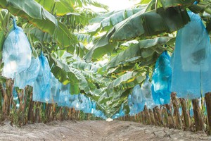 Nông trường chuối của HAGL - Thaco tại Campuchia.