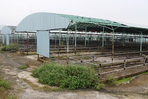 Hoang tàn dự án nuôi bò của Công ty Bình Hà tại Hà Tĩnh - Ảnh: VĂN ĐỊNH