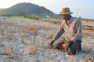 Ông Trần Nguyên rầu rĩ bên ruộng tỏi bị mất trắng.
ẢNH: HIỂN CỪ