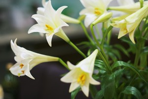 Mùa hoa loa kèn gọi tháng Tư vào phố