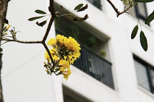 Quý II, thị trường được dự báo sẽ "rực rỡ" hơn quý I