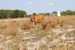 Hạ tầng đi sau dự án là nguyên nhân dẫn đến nhiều dự án bị bỏ hoang hiện nay