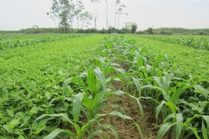 Rắc rối thương vụ bất động sản tại CTCP Giống cây trồng miền Nam (SSC)