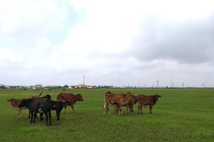 Gần 100 ha đất KCN Mỹ Trung, Nam Định (dự án có vốn góp 51% của Vinashin) đang bỏ không, dân tận dụng thả bò.