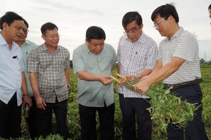 Bộ trưởng Nguyễn Chí Dũng cùng đoàn công tác kiểm tra mô hình trồng sâm Bố Chính tại xã Gio An, huyện Gio Linh