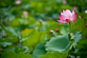 Trà sen dệt hương tháng 6