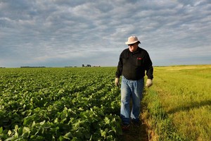 Anh William Hejl đang kiểm tra cánh đồng trồng đậu nành của mình tại thành phố Amenia, bang North Dakota, trong ảnh chụp ngày 6-7-2018 - Ảnh: REUTERS