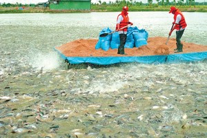 Các hồ nuôi cá tra, nuôi tôm đang phải áp dụng tiêu chuẩn về nước thải công nghiệp như nhà máy chế biến thủy sản, thay vì tiêu chuẩn của ao nuôi thủy sản. Ảnh: Lê Toàn