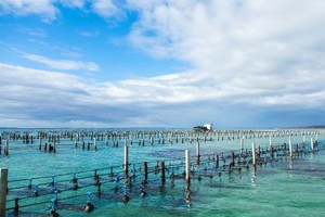 Dự án Phát triển thuỷ sản bền vững sẽ thực hiện trong 6 năm (2021 - 2026), với tổng mức đầu tư 8.359 tỷ đồng, tương đương 363 triệu USD