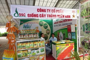 Áp lực từ sự phình to các khoản phải thu của Giống cây trồng miền Nam (SSC)