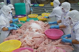 Nửa đầu năm nay, Bỉ là thị trường xuất khẩu tăng trưởng khá ổn định của cá tra Việt Nam. 