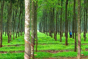 Số vốn góp chuyển nhượng chiếm 99,875% vốn điều lệ của Đông Pênh.