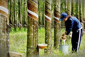 Lũy kế 9 tháng, Phuruco đạt 1.159 tỷ đồng doanh thu thuần, tăng 31% so với cùng kỳ, lợi nhuận sau thuế đạt 650 tỷ đồng, tăng 63,7%.