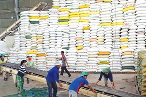 Gạo Việt Nam xuất khẩu đang trong tình trạng “bán nhiều, nhưng thu tiền ít”.