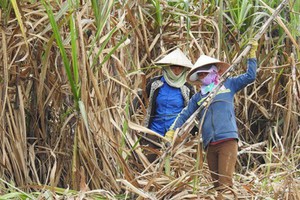 Diện tích trồng mía đã giảm đáng kể vì người dân lỗ hàng chục triệu đồng/ha.