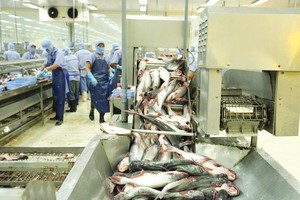 Nhiều mặt hàng xuất khẩu của Việt Nam, trong đó có thủy - hải sản đã tận dụng tốt các FTA. Ảnh: Đức Thanh