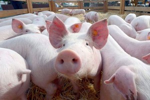 Dịch tả lợn Châu phi giảm nhiệt, 60% số xã qua 30 ngày dịch không bị tái dịch