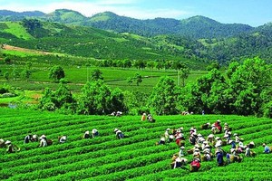 GTNFoods sẽ thoái vốn khỏi Vinatea