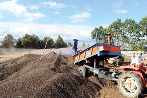 Do coi trọng chế biến,ngành cà phê Việt Nam đã có nhiều chuyển biến trong những năm gần đây. Ảnh: Đức Thanh