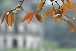 Ngõ nhỏ, phố nhỏ, nhà tôi ở đó…