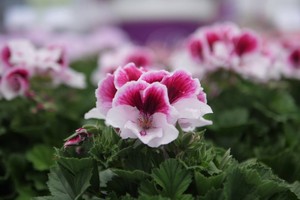 Chậu hoa “biết đi”, giúp Hà Lan dẫn đầu thế giới về hoa