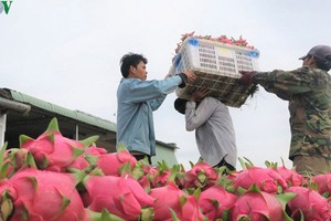 Quả thanh long và cá ba sa có thể đổ bộ vào Ấn Độ thời gian tới. (ảnh minh họa)