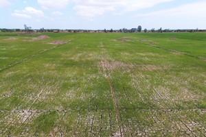 Nhiều cánh đồng lúa ở miền Tây đang nứt nẻ vì thiếu nước. Ảnh: Cửu Long.