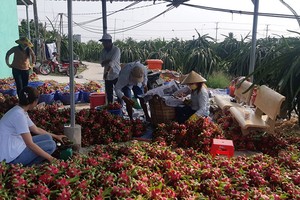 Nền kinh tế không chấp nhận thay đổi kiểu cơi nới