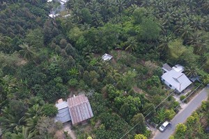 Vườn trái cây của ông Phước 