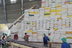 Trong 2 tháng đầu năm, xuất khẩu gạo đạt 900.000 tấn, mang về 410 triệu USD. Ảnh: Đức Thanh