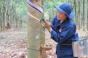 Vốn chủ sở hữu của Cao su Thống nhất hiện là 236 tỷ đồng