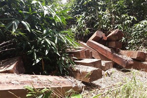 Mua, cướp gỗ “lậu” về cho doanh nghiệp, lâm tặc “xé toạc” 4 đồn biên phòng