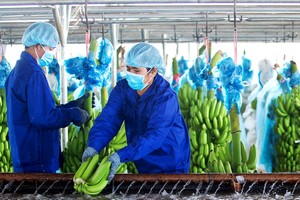 HAGL Agrico là công ty hoạt động trong lĩnh vực nông nghiệp