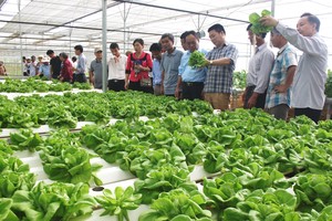 Mô hình sản xuất rau sạch ứng dụng công nghệ cao trên địa bàn TP. Đà Nẵng.