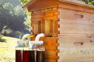 Thùng nuôi ong có khả năng tự thu hoạch mật